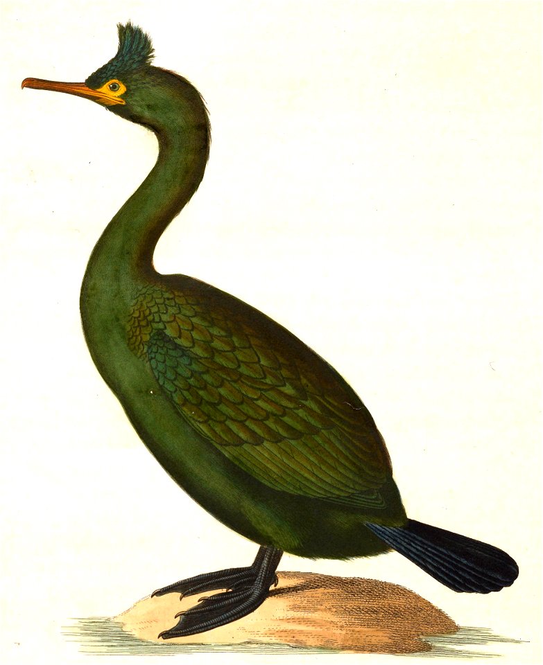 Phalacrocorax aristotelis aristotelis 1838