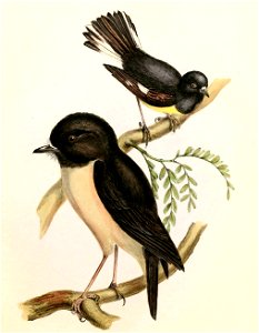 Petroica macrocephala & Petroica australis Hullmandel