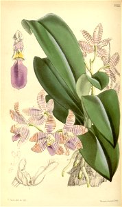 Phalaenopsis lueddemanniana - Curtis' 91 (Ser. 3 no. 21) pl. 5523 (1865)