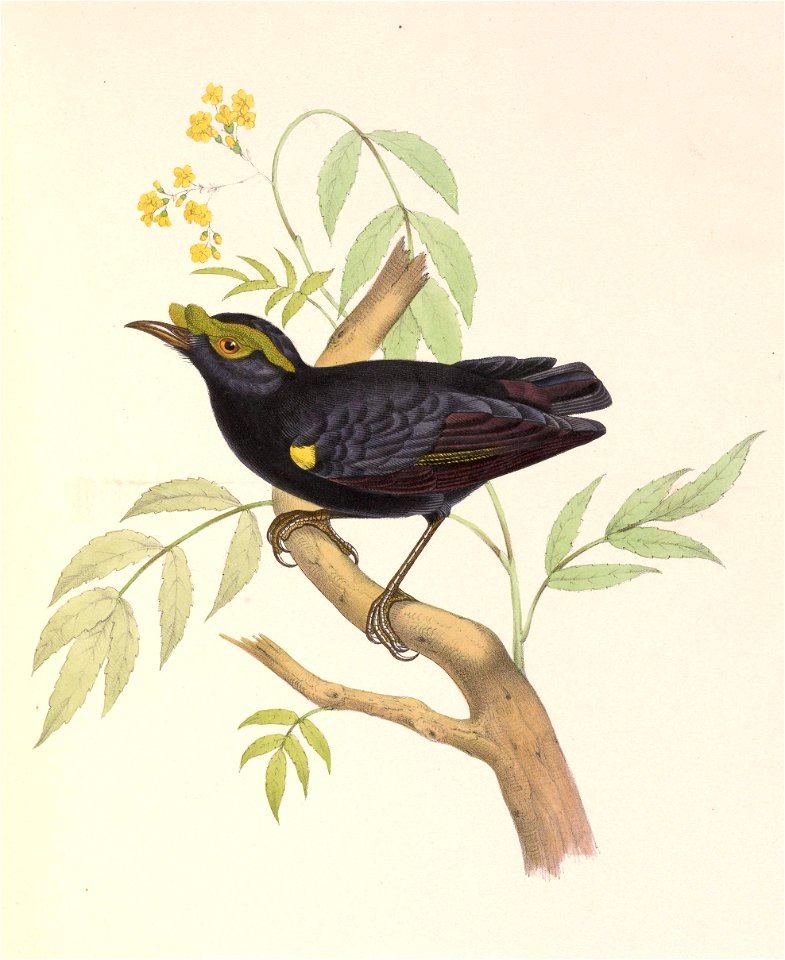 Philepitta castanea 1849