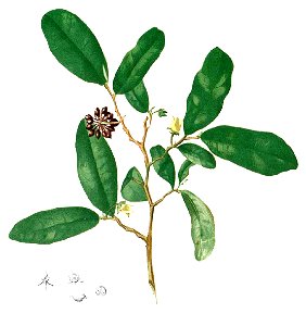 Phaeanthus malabaricus Blanco1.193-cropped