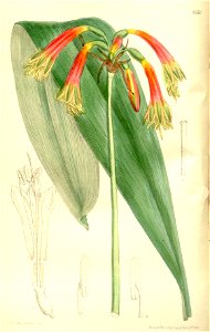 Phaedranassa carmioli 137-8356