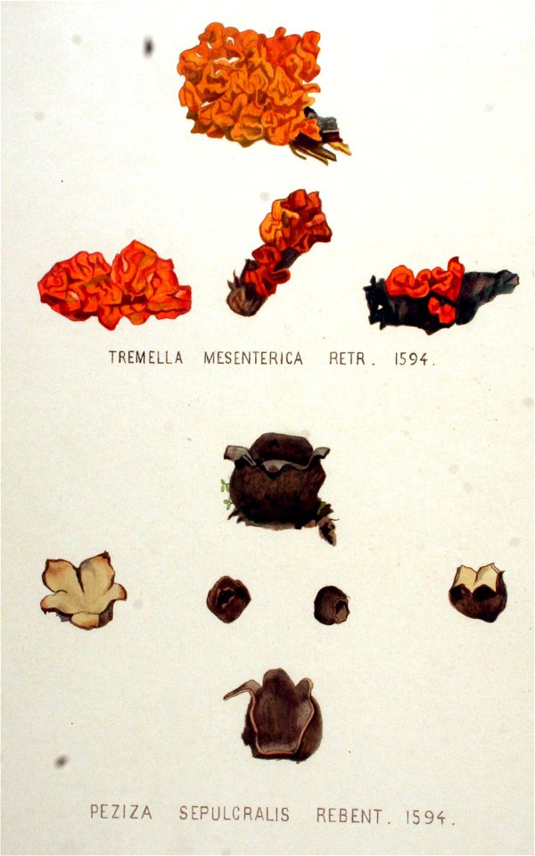 Peziza sepulcralis — Flora Batava — Volume v20