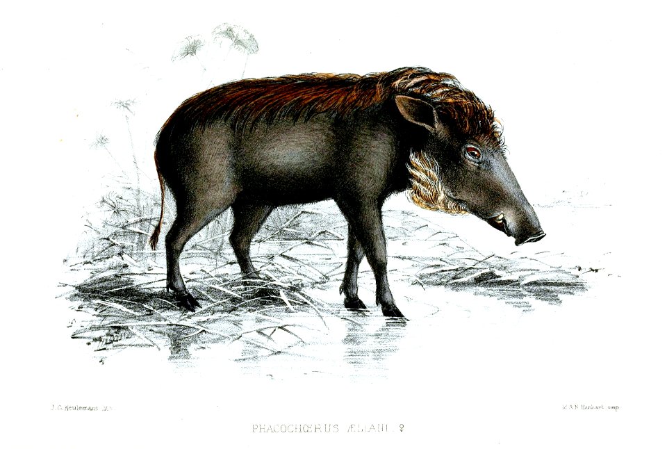 PhacochoerusAellaniKeulemans