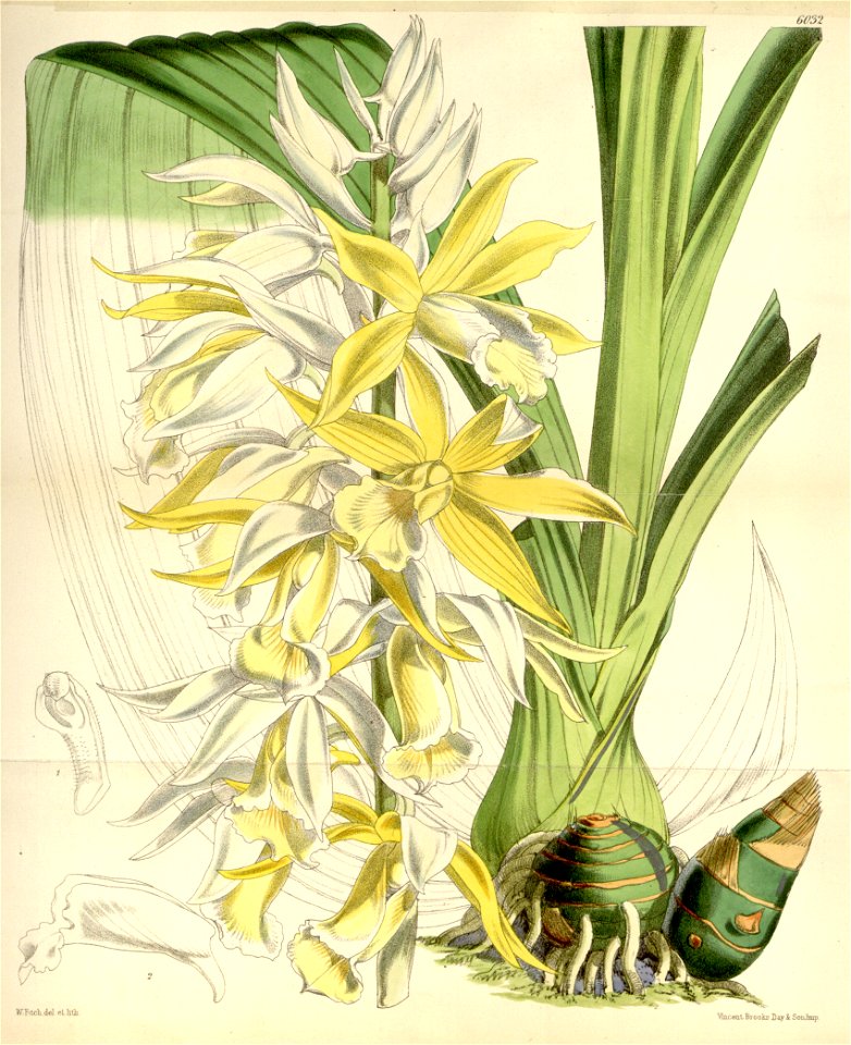 Phaius australis var. bernaysii (as Phaius blumei var. bernaysii) - Curtis' 99 (Ser. 3 no. 29) pl. 6032 (1873)