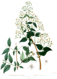PhiladelphusDeutziaRoyle