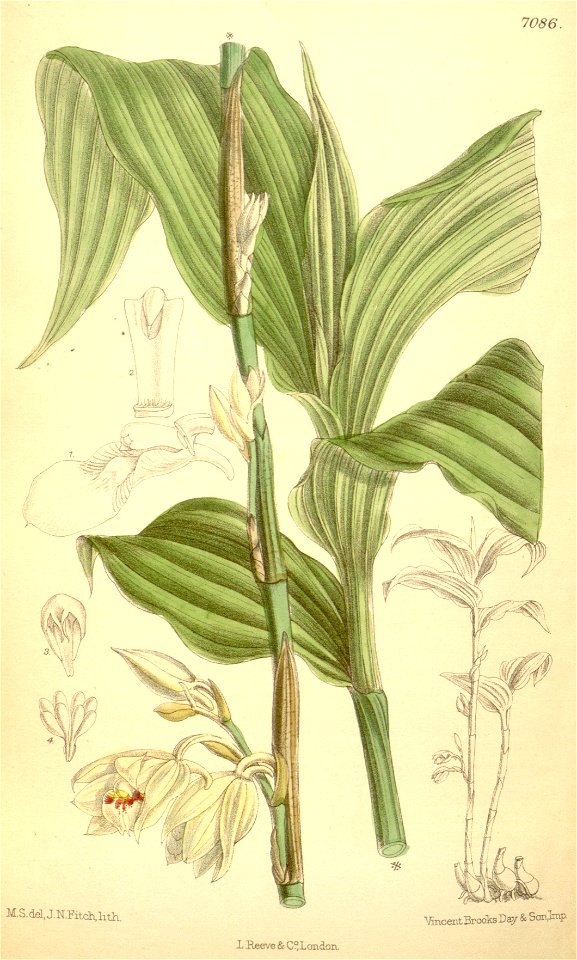 Phaius pauciflorus (spelled Phajus pauciflorus) - Curtis' 115 (Ser. 3 no. 45) pl. 7086 (1889)