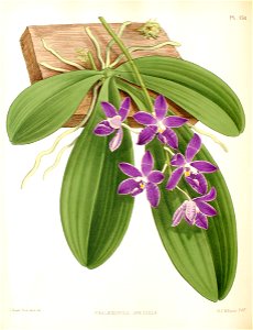 Phalaenopsis speciosa