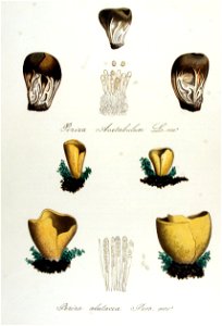 Peziza acetabulum — Flora Batava — Volume v14