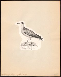 Phalaropus fulicarius - 1809-1845 - Print - Iconographia Zoologica - Special Collections University of Amsterdam - UBA01 IZ17400351