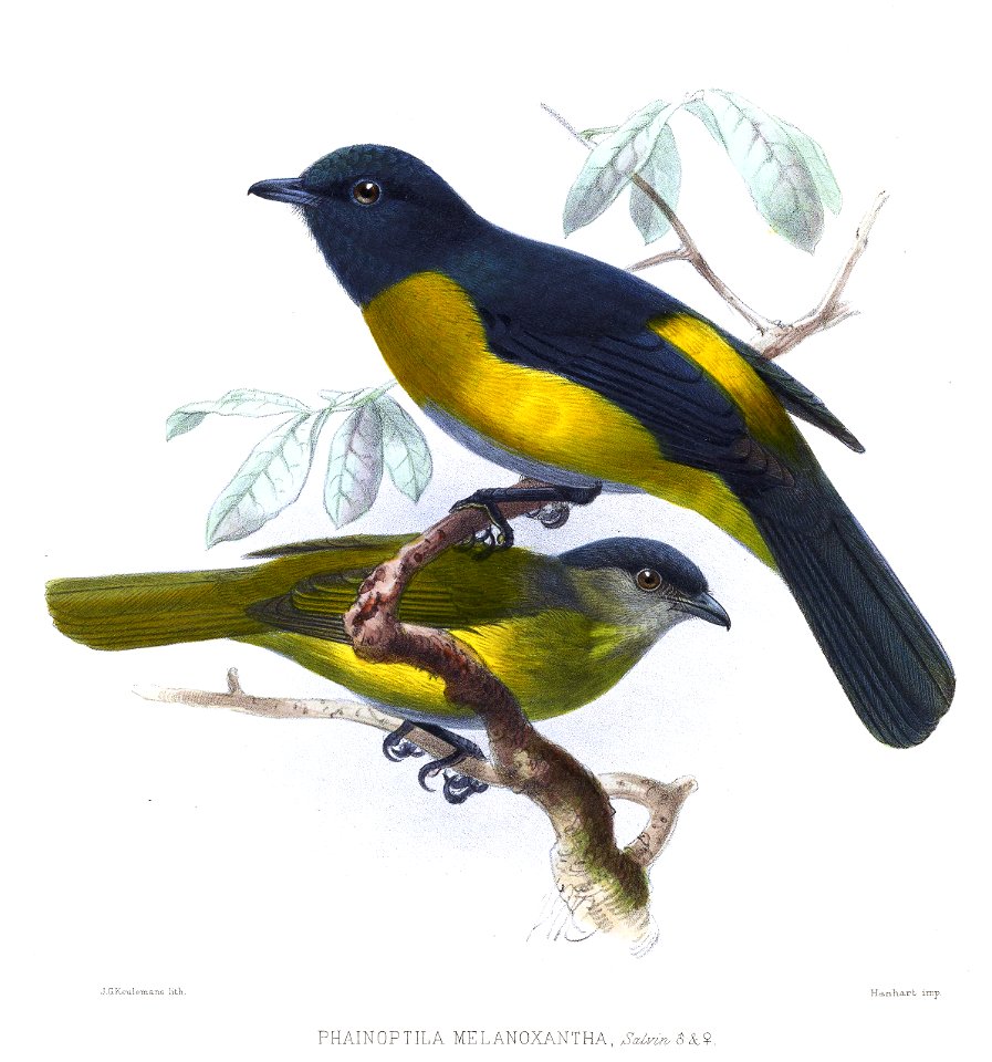 PhainoptilaMelanoxanthaKeulemans