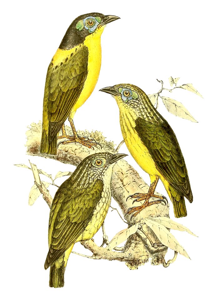 Philepitta schlegeli 1868