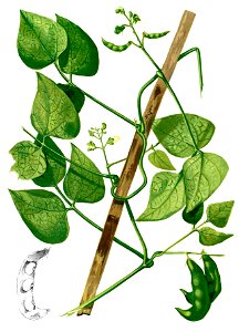 Phaseolus lunatus Blanco2.369-cropped