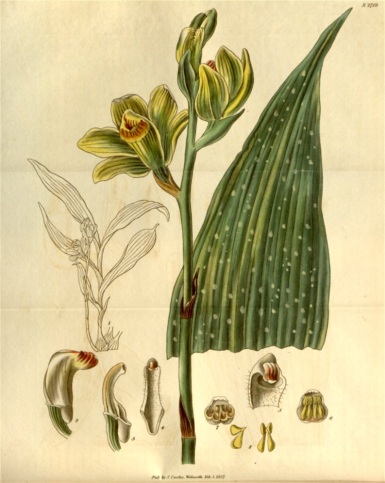 Phaius flavus (as Bletia woodfordii) - Curtis' 54 (N.S. 1) pl. 2719 (1827)