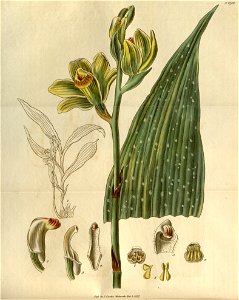 Phaius flavus (as Bletia woodfordii) - Curtis' 54 (N.S. 1) pl. 2719 (1827)