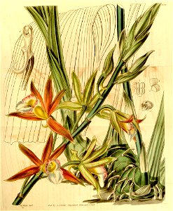 Phaius wallichii (as Phaius bicolor, spelled Phajus bicolor) - Curtis' 70 (N.S. 17) pl. 4078 (1844)