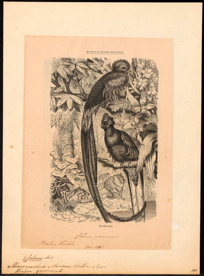Pharomacrus mocinna - 1700-1880 - Print - Iconographia Zoologica - Special Collections University of Amsterdam - UBA01 IZ16700375
