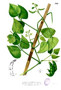 Phaseolus lunatus Blanco2.369