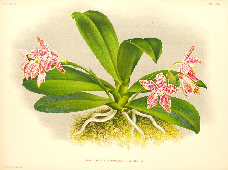 Phalaenopsis lueddemanniana122334