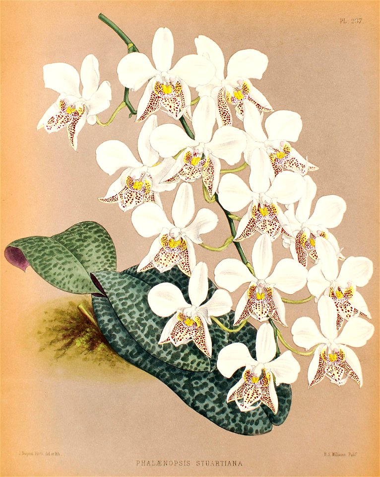 Phalaenopsis stuartiana111
