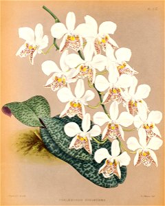 Phalaenopsis stuartiana111