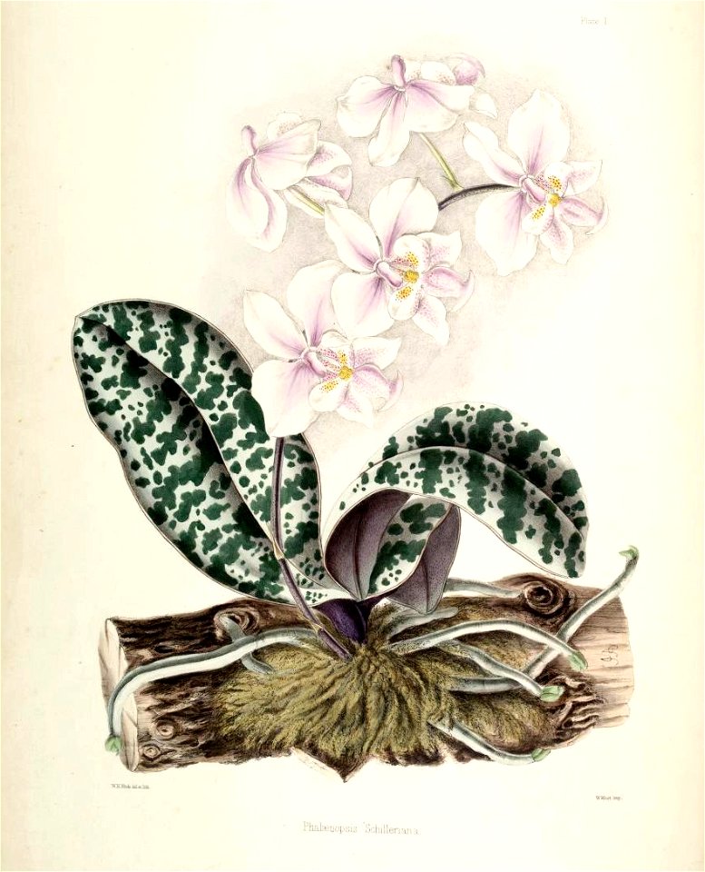 Phalaenopsis schilleriana00