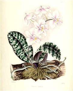 Phalaenopsis schilleriana00