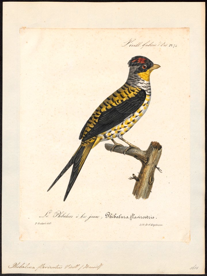 Phibalura flavirostris - 1825-1834 - Print - Iconographia Zoologica - Special Collections University of Amsterdam - UBA01 IZ16600053