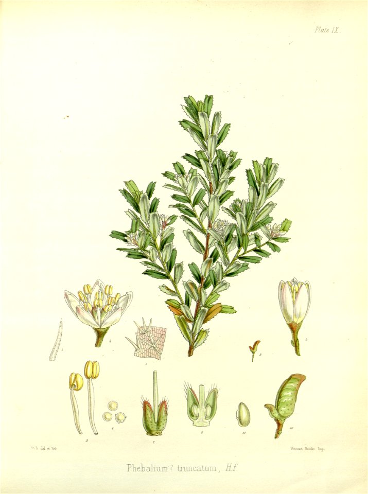 Phebalium truncatum (drawing by Fitch)