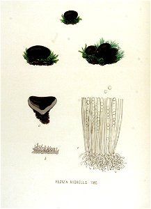 Peziza nigrella — Flora Batava — Volume v15. Free illustration for personal and commercial use.