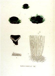 Peziza nigrella — Flora Batava — Volume v15