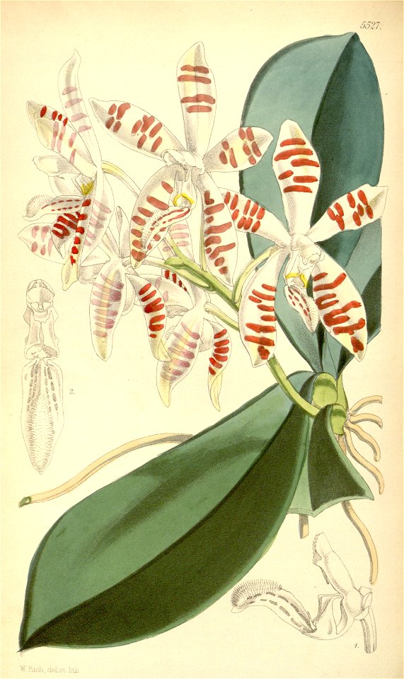 Phalaenopsis sumatrana