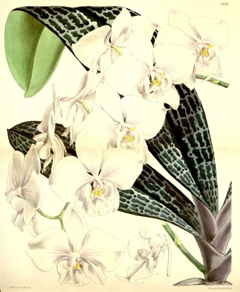 Phalaenopsis schilleriana - Curtis' 91 (Ser. 3 no. 21) pl. 5530 (1865)