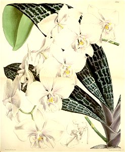 Phalaenopsis schilleriana - Curtis' 91 (Ser. 3 no. 21) pl. 5530 (1865)