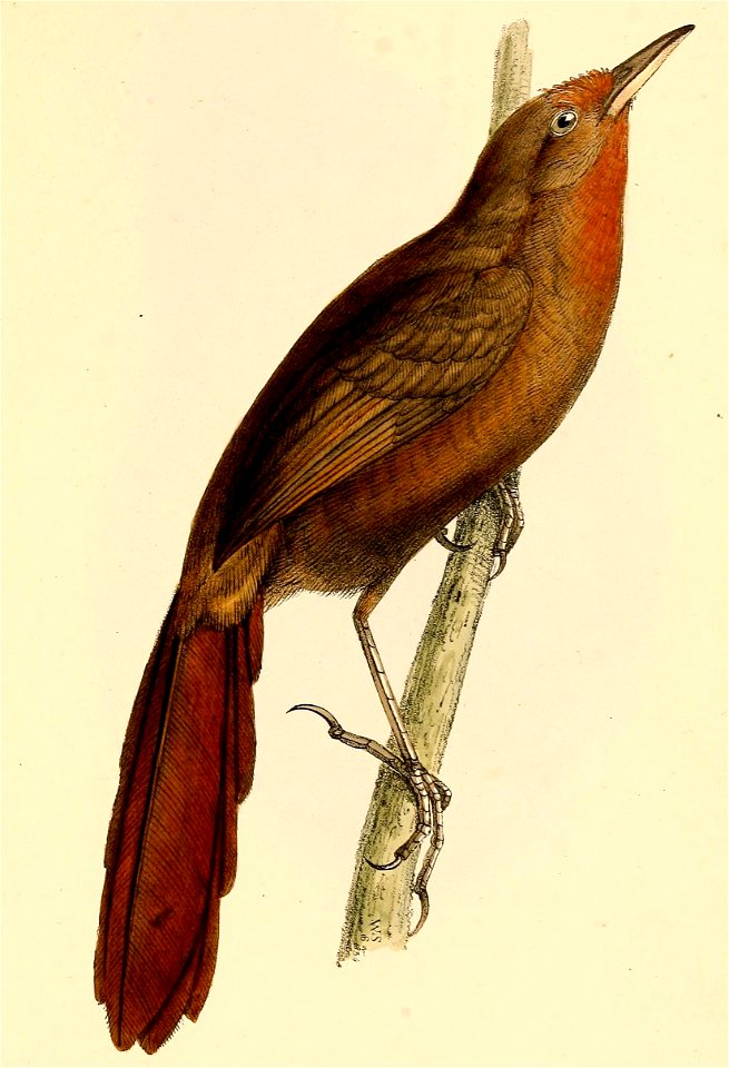 Phacellodomus erythrophthalmus 1841