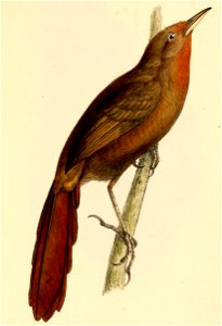 Phacellodomus erythrophthalmus 1841