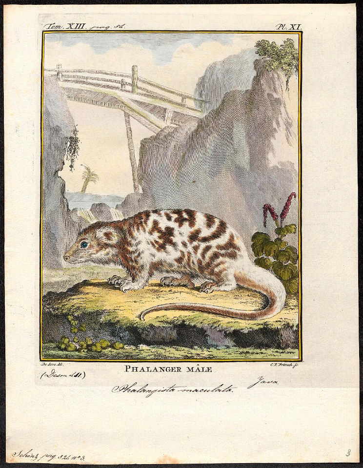 Phalangista maculata - 1700-1880 - Print - Iconographia Zoologica - Special Collections University of Amsterdam - UBA01 IZ20300049