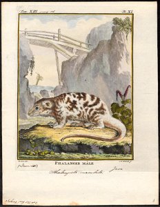 Phalangista maculata - 1700-1880 - Print - Iconographia Zoologica - Special Collections University of Amsterdam - UBA01 IZ20300049