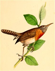 Pheugopedius rutilus 1841