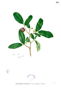 Phaeanthus malabaricus Blanco1.193