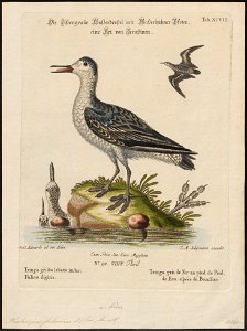 Phalaropus fulicarius - 1700-1880 - Print - Iconographia Zoologica - Special Collections University of Amsterdam - UBA01 IZ17400355