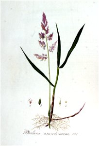 Phalaris arundinacea — Flora Batava — Volume v7