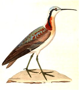 Phalaropus tricolor 1838