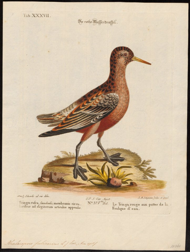 Phalaropus fulicarius - 1700-1880 - Print - Iconographia Zoologica - Special Collections University of Amsterdam - UBA01 IZ17400353