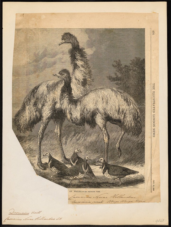 Phaps picata - 1868 - Print - Iconographia Zoologica - Special Collections University of Amsterdam - UBA01 IZ18900037