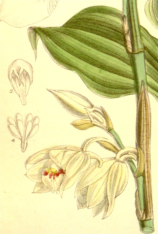 Phaius pauciflorus (spelled Phajus pauciflorus) - Curtis' 115 (Ser. 3 no. 45) pl. 7086 (1889) (cropped)