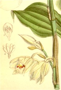 Phaius pauciflorus (spelled Phajus pauciflorus) - Curtis' 115 (Ser. 3 no. 45) pl. 7086 (1889) (cropped)