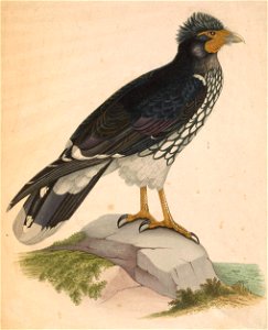 Phalcoboenus carunculatus 1849