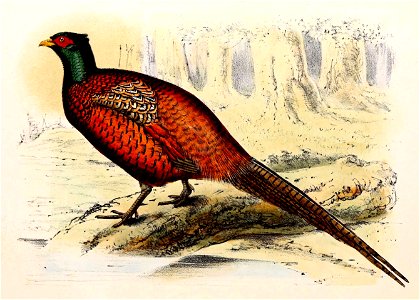Phasianus colchicus 1869. Free illustration for personal and commercial use.