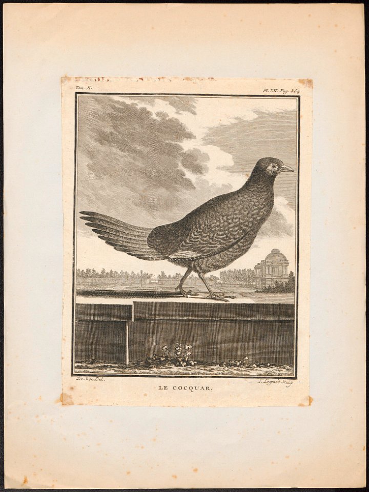 Phasianus colchicus hybridus - 1700-1880 - Print - Iconographia Zoologica - Special Collections University of Amsterdam - UBA01 IZ17000270